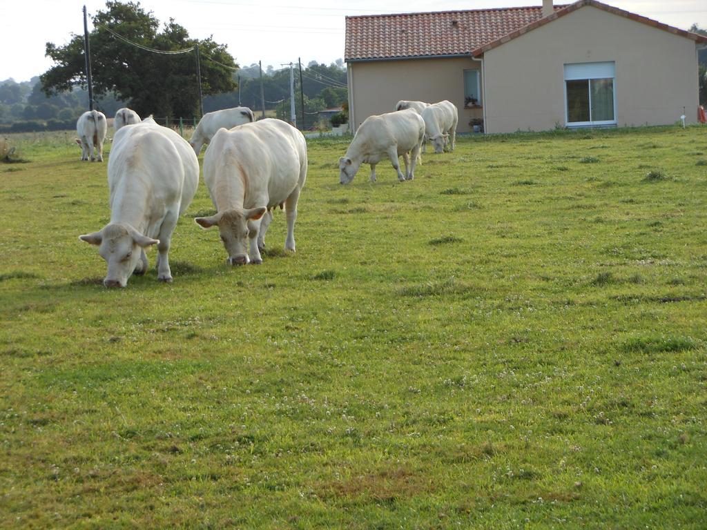 Chambre D'Hotes La Basse Gougeonniere Neuvy-en-Mauges Eksteriør billede